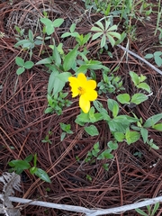 Sclerocarpus uniserialis