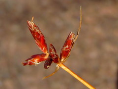 Cyperus usitatus