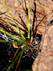 Cyperus usitatus