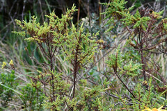 Hypericum laricifolium