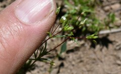 Linanthus harknessii