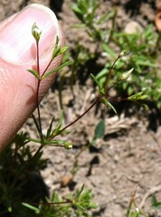 Linanthus harknessii