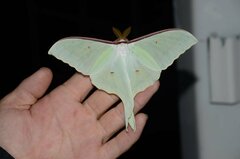 Actias artemis
