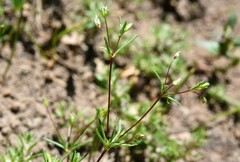 Linanthus harknessii