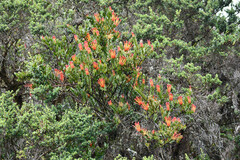 Tristerix longibracteatus