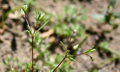 Linanthus harknessii