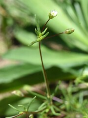Linanthus harknessii