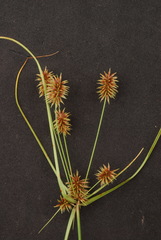 Cyperus retroflexus
