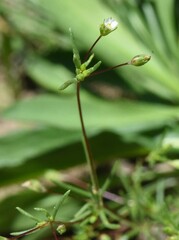 Linanthus harknessii