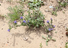 Echium vulgare