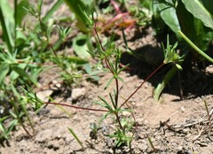 Linanthus harknessii