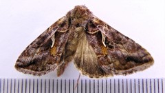 Autographa rubidus