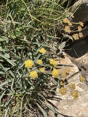Bupleurum ranunculoides
