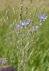 Lactuca pulchella