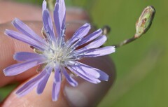 Lactuca pulchella