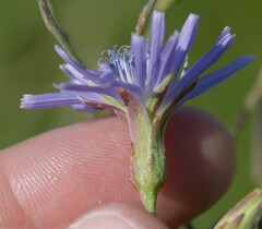 Lactuca pulchella