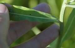 Lactuca pulchella