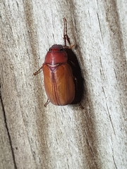 Phyllophaga quercus