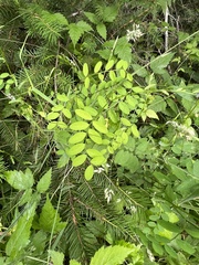 Lathyrus polyphyllus