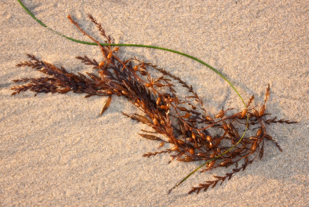 Photo of a Devil weed