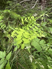 Lathyrus polyphyllus