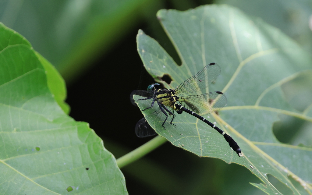Heliogomphus retroflexus