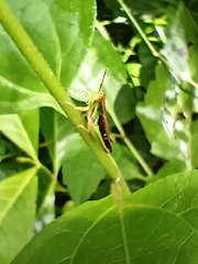 Spathosternum prasiniferum
