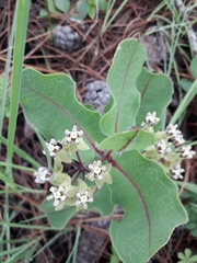 Asclepias jaliscana