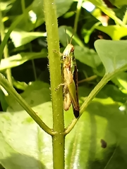 Spathosternum prasiniferum