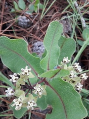 Asclepias jaliscana