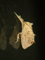 Adoneta bicaudata