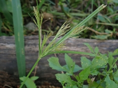 Cyperus distans