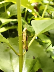 Spathosternum prasiniferum