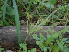 Cyperus distans
