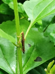 Spathosternum prasiniferum