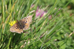 Boloria aquilonaris