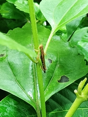 Spathosternum prasiniferum