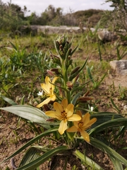 Wachendorfia multiflora