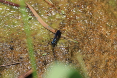 Chalybion japonicum