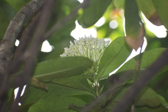 Ixora finlaysoniana