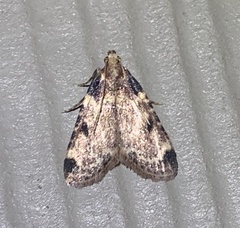Aglossa costiferalis