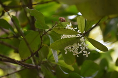 Ixora finlaysoniana