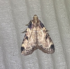Aglossa costiferalis