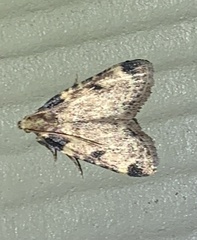 Aglossa costiferalis