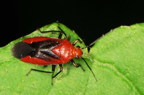 Tropidosteptes cardinalis Uhler, 1878