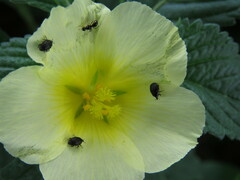 Diptera