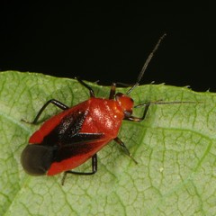 Tropidosteptes cardinalis