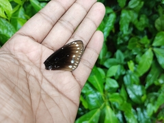 Euploea sylvester