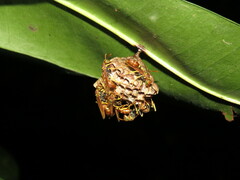 Mischocyttarus phthisicus