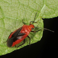 Tropidosteptes cardinalis